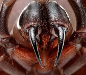 australian-funnel-web-spider