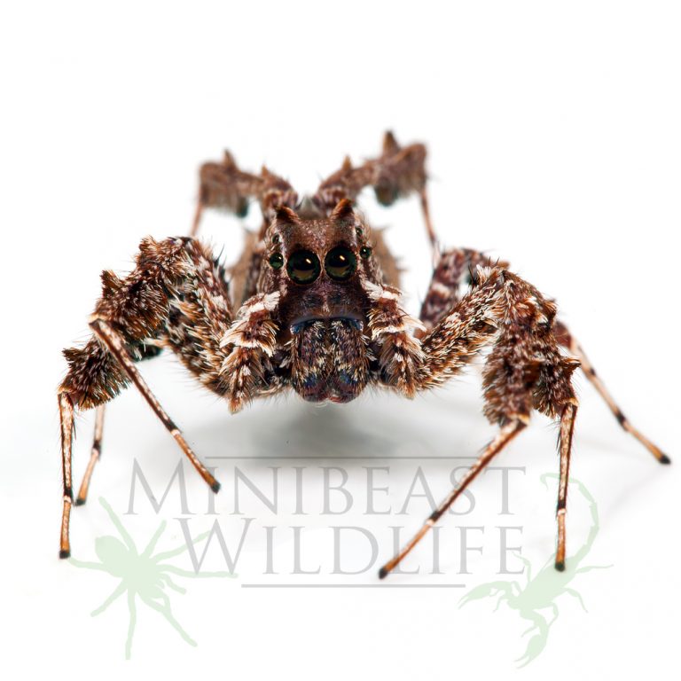 fringed-jumping spider