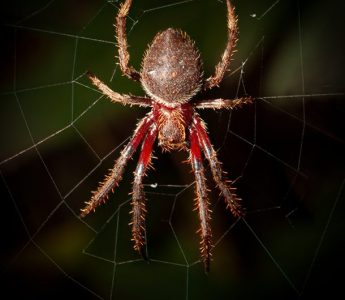 garden-orb-weavers