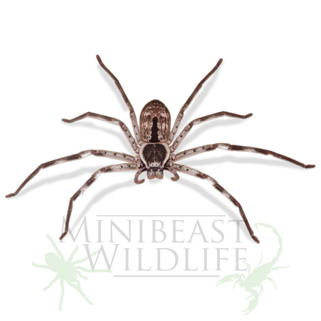 Live insects for schools Minibeast Wildlife