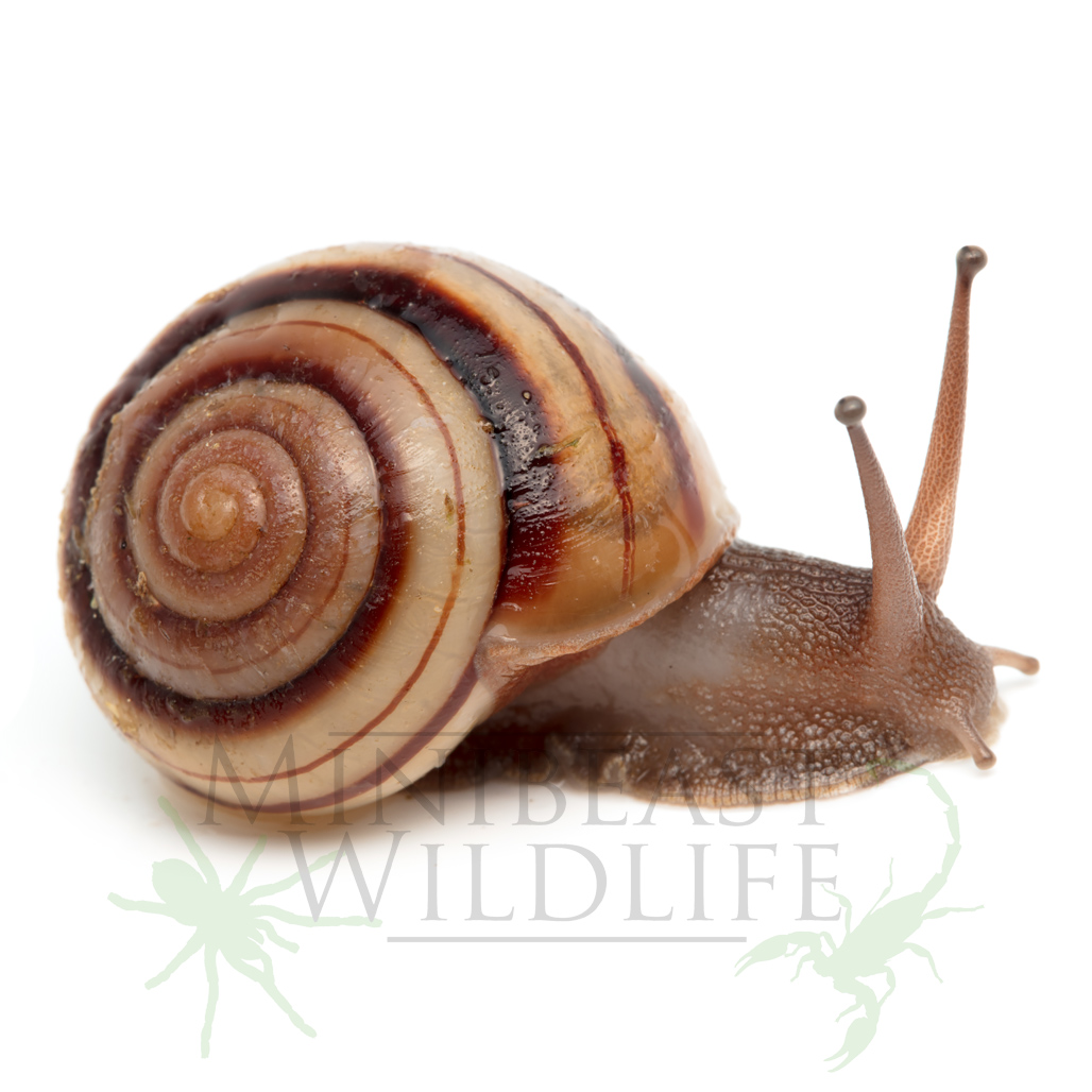 pale-banded-snail