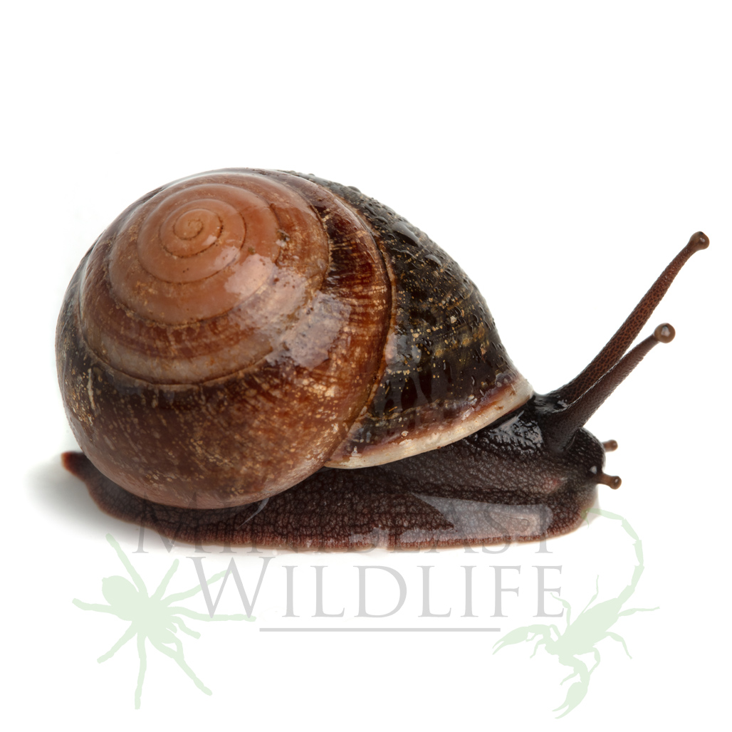 port-curtis-dark-snail