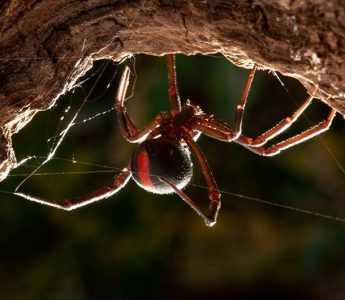 australian-redback-spider