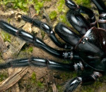 funnel-web-spider