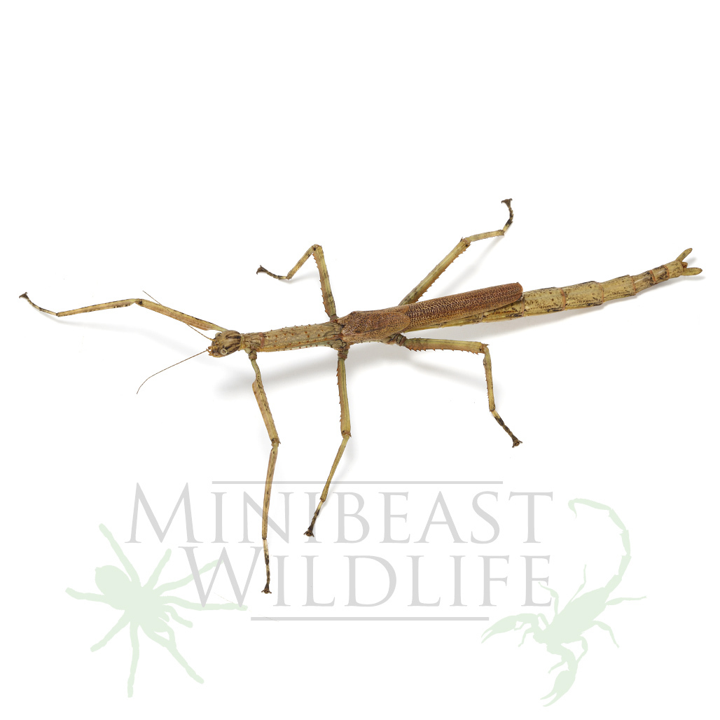 strong-stick-insect