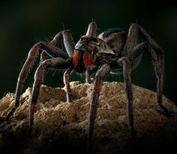 australian-wolf-spider