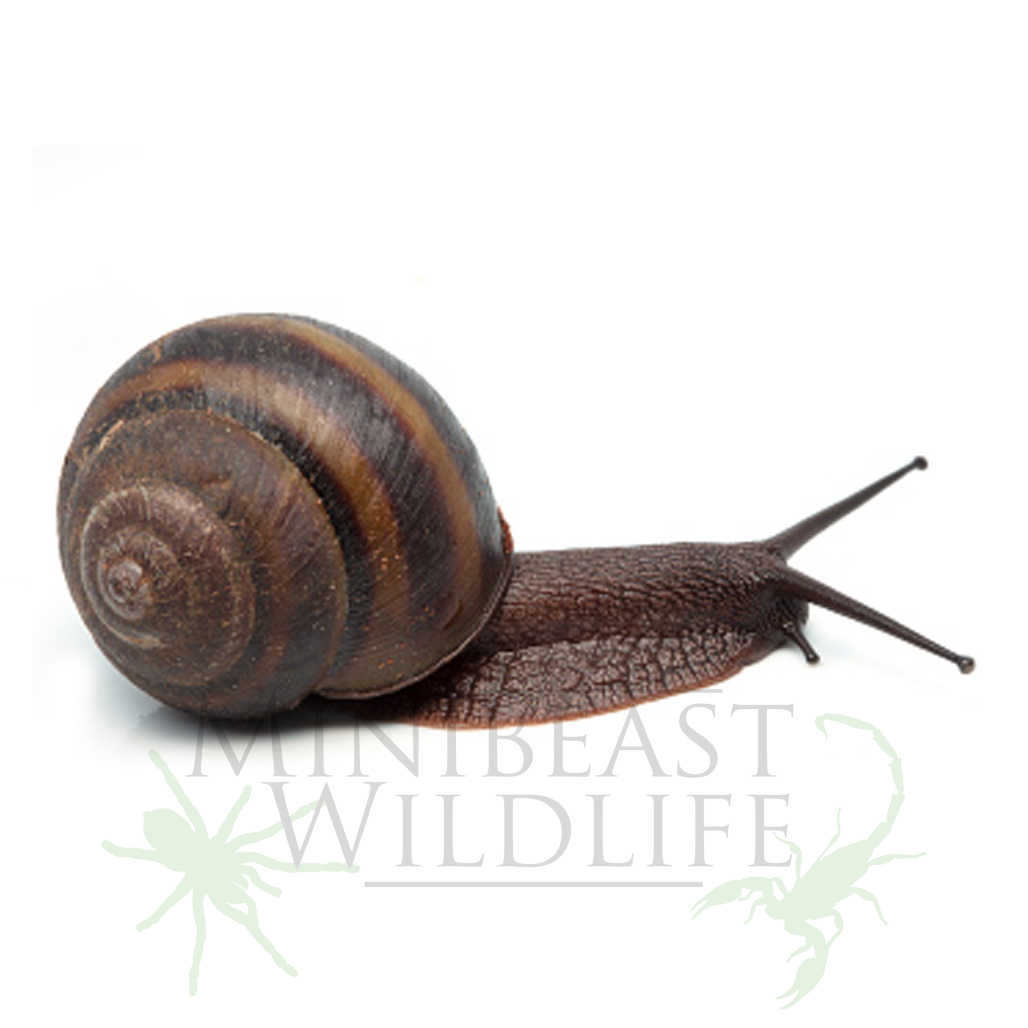 bellenden-ker-rainforest-snail