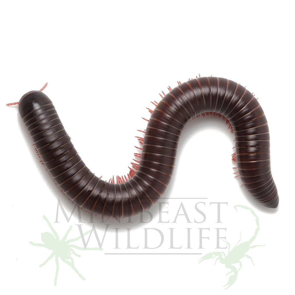 brown-rainforest-millipede