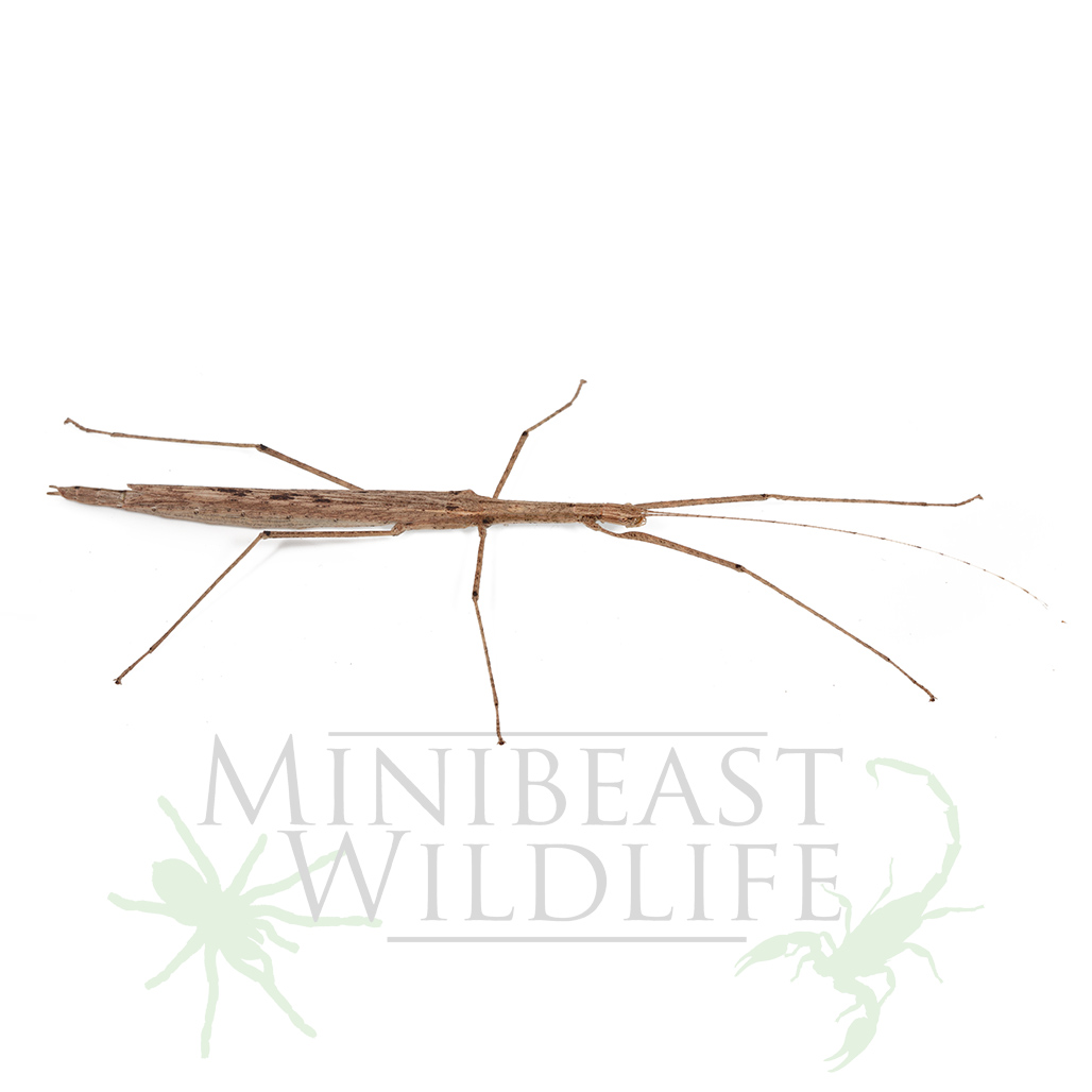 cyclone-larry-stick-insect