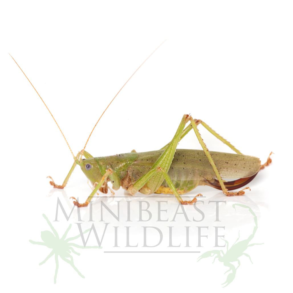 destructive-katydid