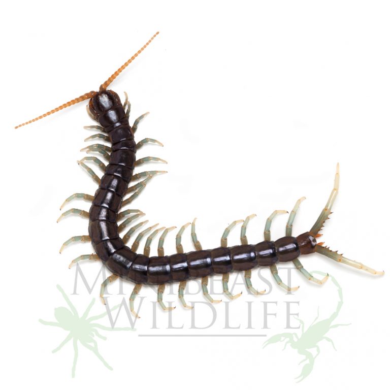 giant-rainforest-centipede