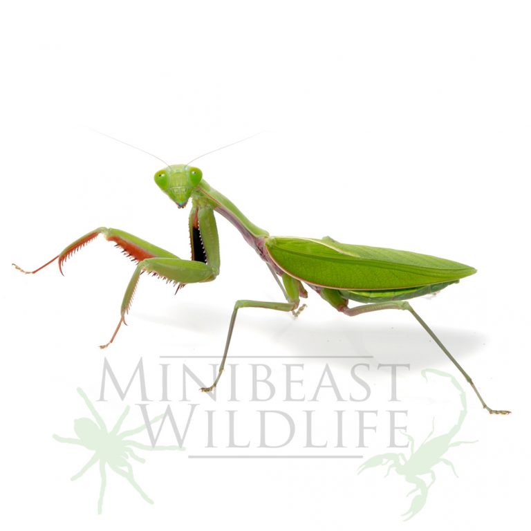giant-rainforest-mantis