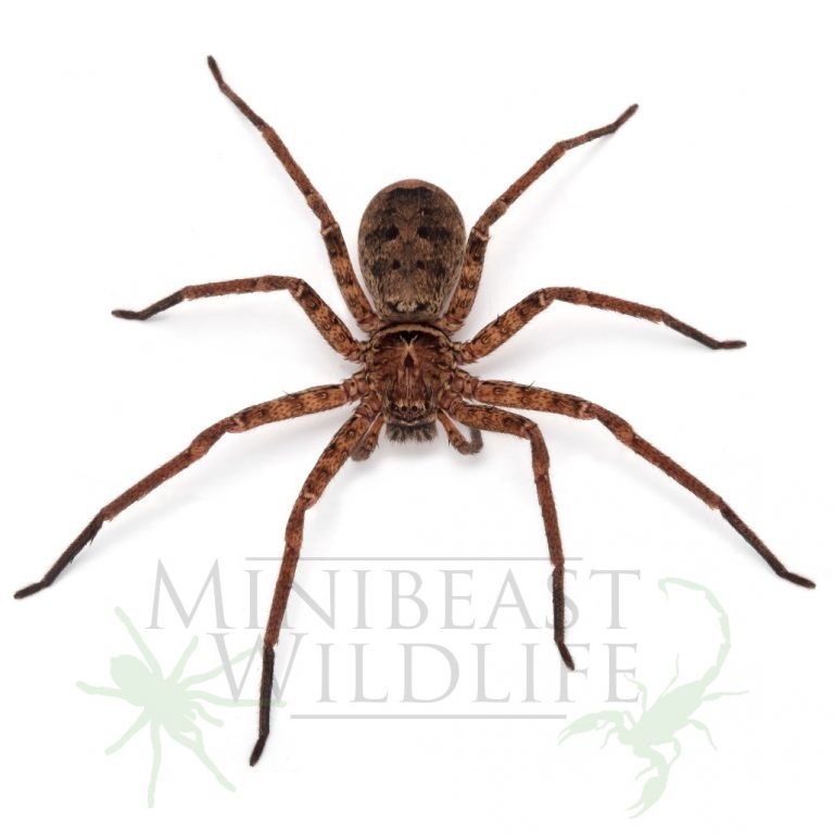 jungle-huntsman-spider