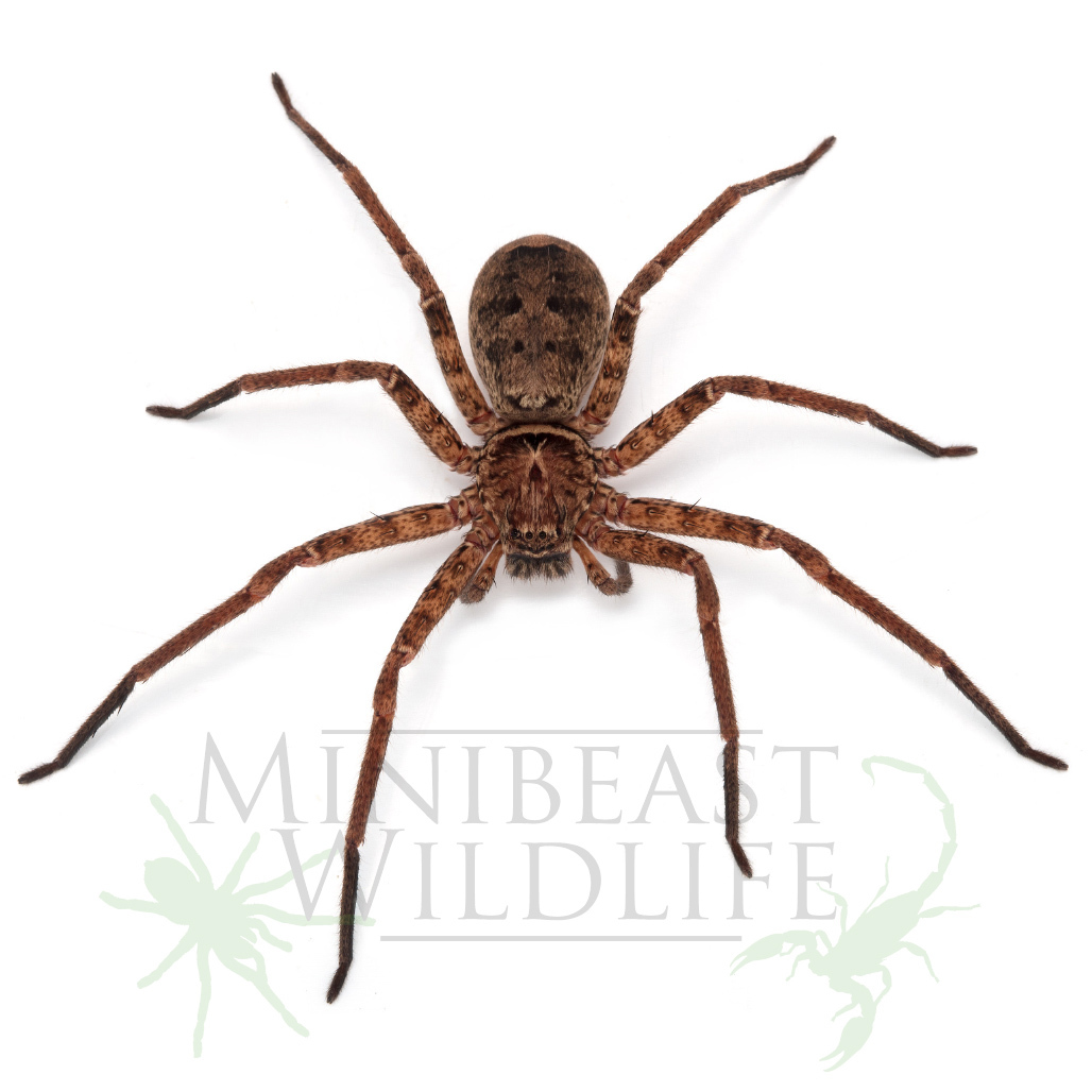 jungle-huntsman-spider