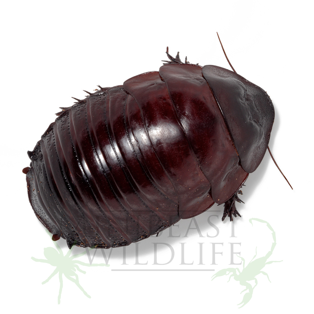 giant-burrowing-cockroach