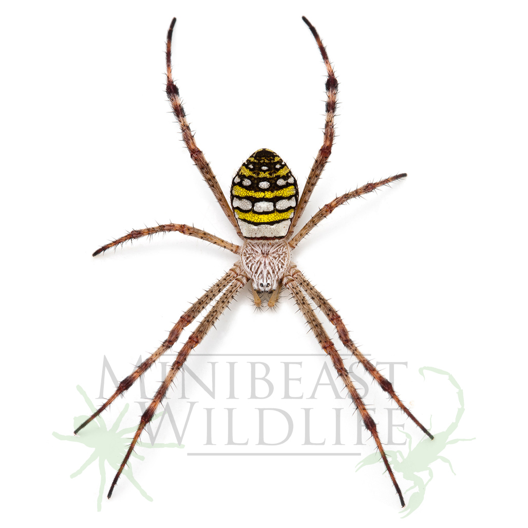 painted-st-andrews-cross-spider