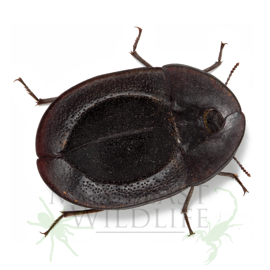 pie-dish-beetle