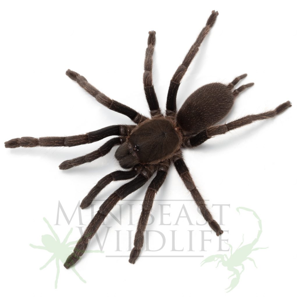 rainforest-tarantula