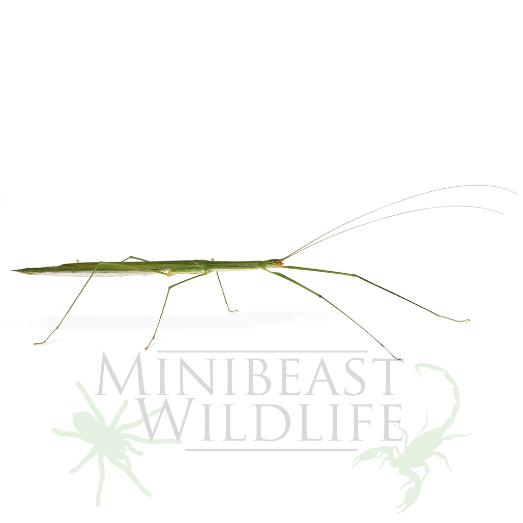 rentzs-stick-insect