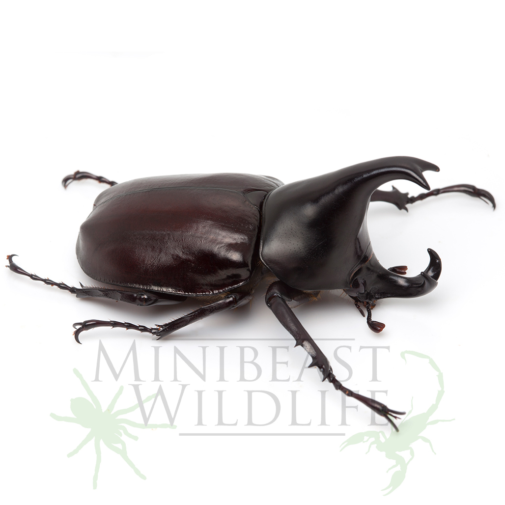 rhinoceros-beetle
