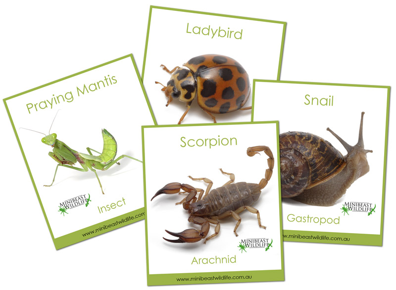 invertebrate-memory-cards