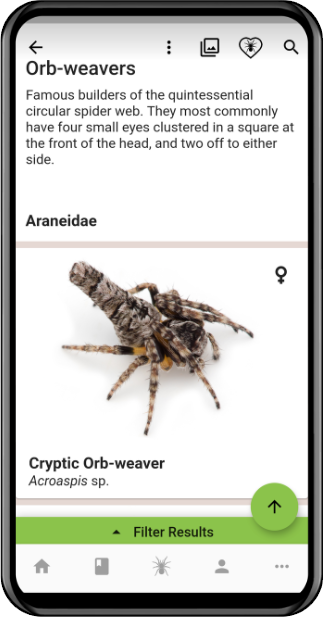 You can also simply browse through the various families of spiders to learn more about them