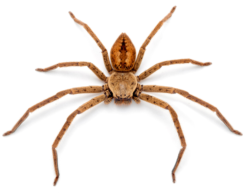 fire-huntsman-spider