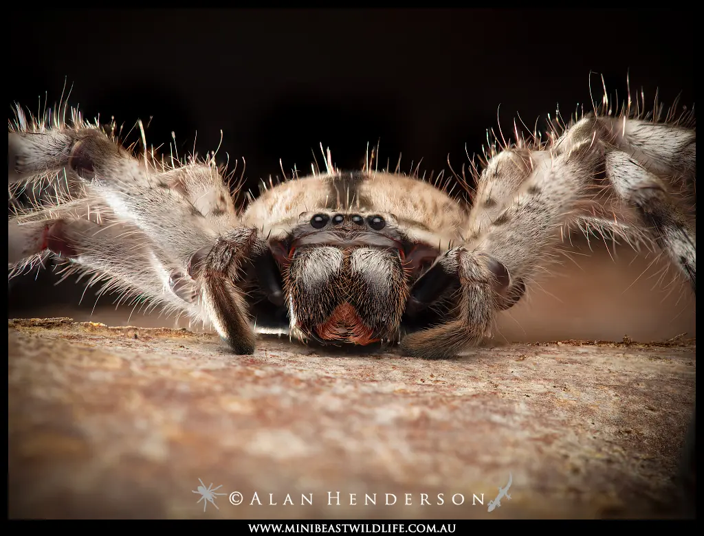 Giant Australian Huntsman Spider