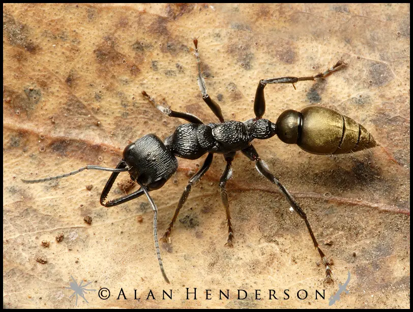 are bulldog ants the only australian ant species