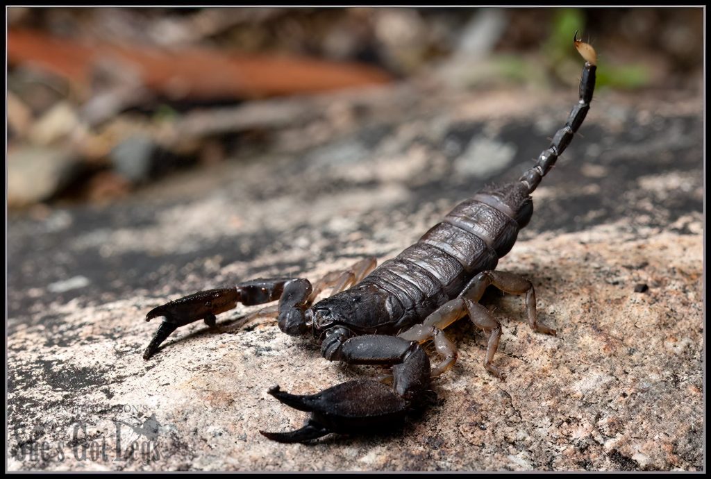 A large rainforest scorpion