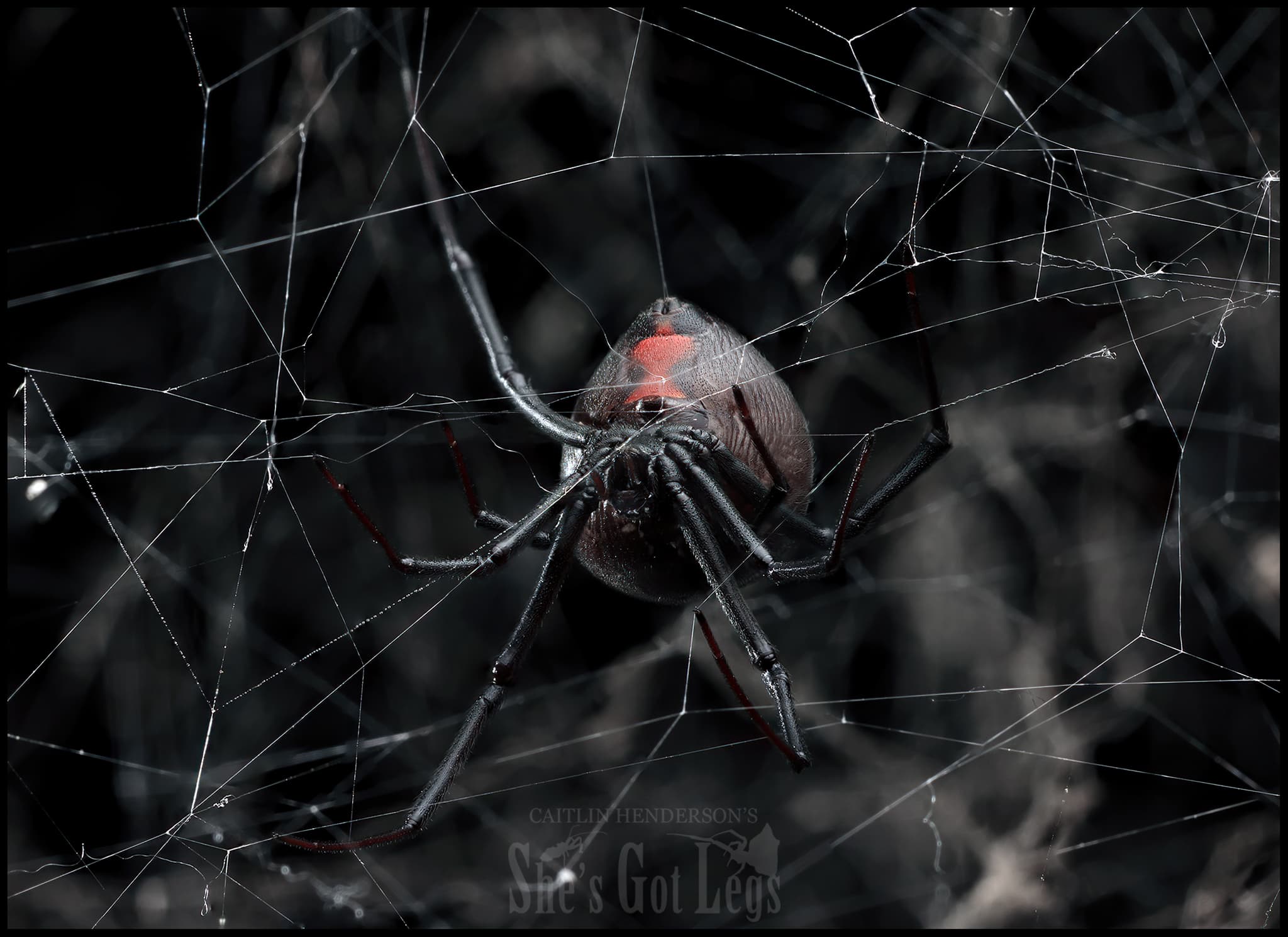 How dangerous are spiders? - Minibeast Wildlife