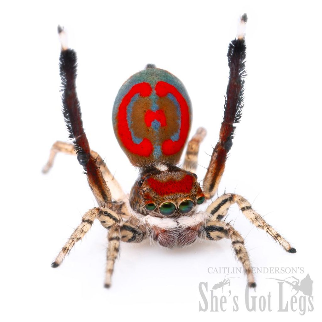 Maratus literatus dancing