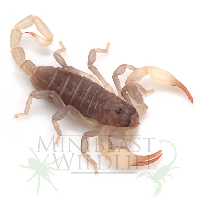 Flinders Ranges Scorpion Minibeast Wildlife