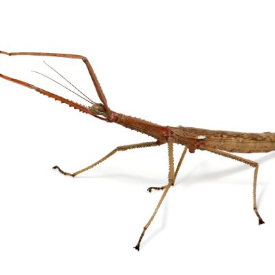 Acrophylla wuelflingi – adult female Acrophylla wuelflingi - adult female