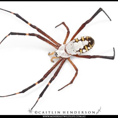 metallic-asian-spider