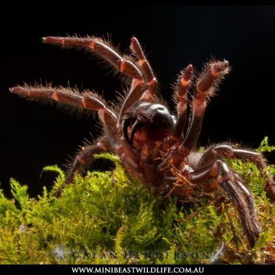 Atrax robustus on moss sydney-funnel-web