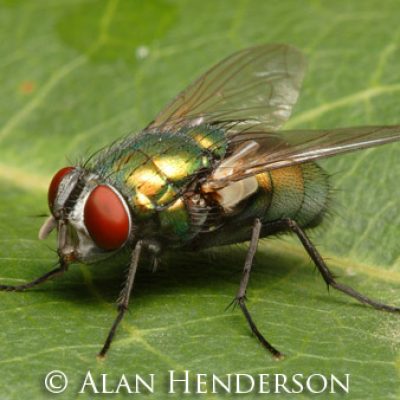 australian-sheep-blowfly