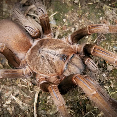 Australian tarantula - pet spider - pet tarantula