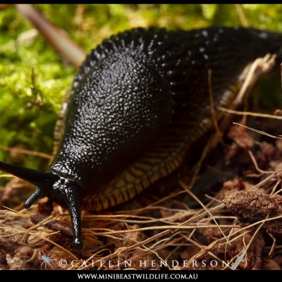 black-slug