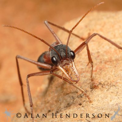 bull ant