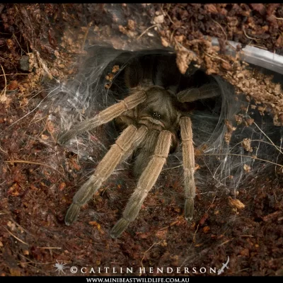 They won't go on walks to the park, but tarantulas are easy to care for and make great pets.