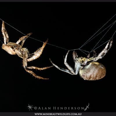 two-spiders orb weaver