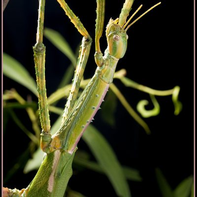 The Darwin Stick Insect is one of Australia's most spectacular phasmids.