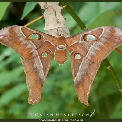 Female Hercules moth - Coscinocera hercules - Minibeast Wildlife