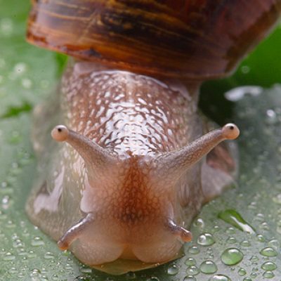 australian-garden-snail