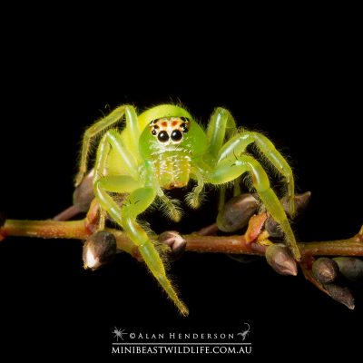 jumping spider