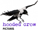 Hooded Crow v1