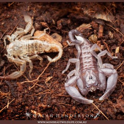 A freshly moulted young scorpion next to the shed skin. Photo: Alan Henderson, Minibeast Wildlife