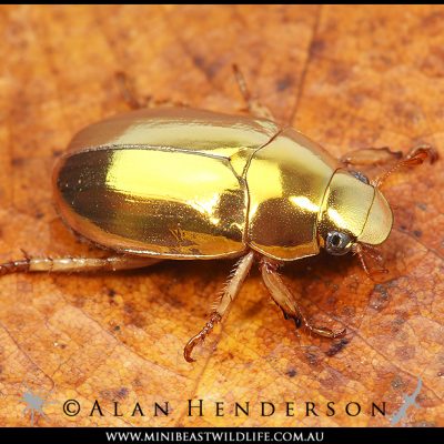 golden-christmas-beetle