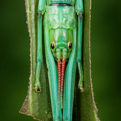 Peppermint Stick Insect – Megacrania batesii – Alan Henderson peppermint-stick-insect